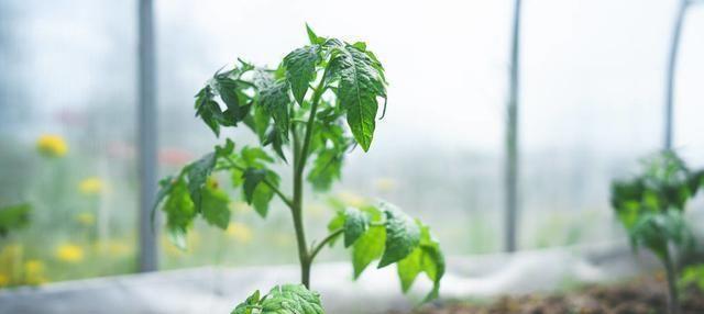 番茄生长的条件和特性（探究番茄生长的环境要求和生理特性）
