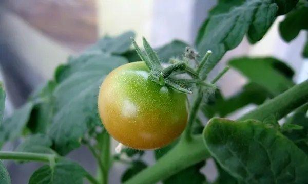 番茄如何施肥合适（肥料种类及施肥方法）