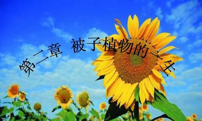 番茄是被子植物，与普通的蔬菜有什么不同（结实的果实和复杂的生长过程）