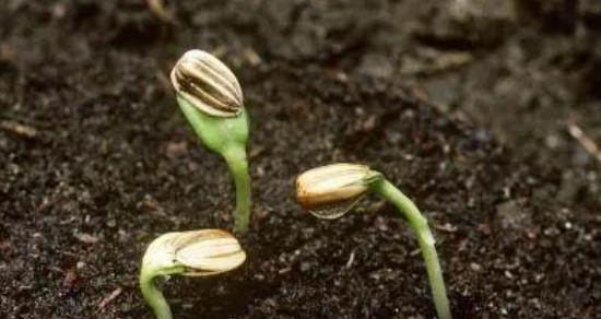 番茄是被子植物，与普通的蔬菜有什么不同（结实的果实和复杂的生长过程）