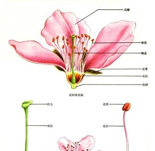 番茄是被子植物，与普通的蔬菜有什么不同（结实的果实和复杂的生长过程）