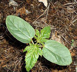 番茄的生物学特征（揭开番茄叶子的神秘面纱）