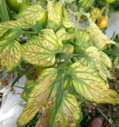 番茄不开花的原因及解决方法（研究番茄不开花的原因）
