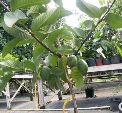 番石榴的开花结果期及注意事项（掌握番石榴开花结果期）