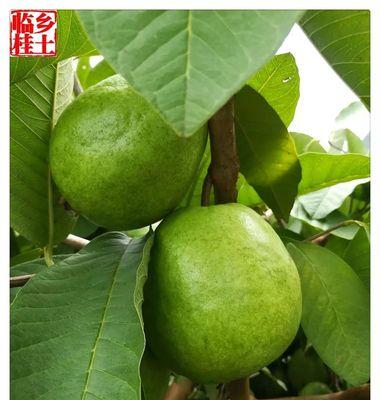 番石榴成熟时节一览（了解番石榴的成熟过程）