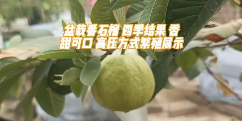 番石榴怎样修剪（简易修剪技巧一网打尽）