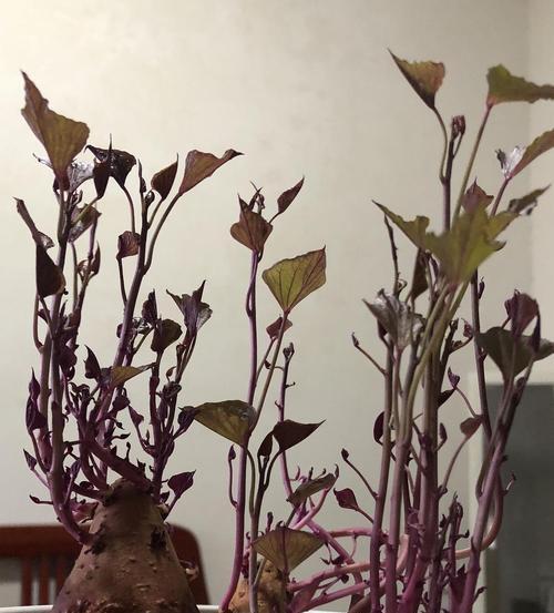 开花植物中的番薯——你了解吗（探秘番薯是否会开花）