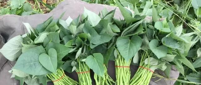 番薯的最佳种植时间（掌握最佳种植时间）