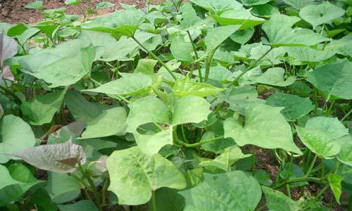 番薯的种子植物身份（探究番薯的种子植物特征及生长繁殖）