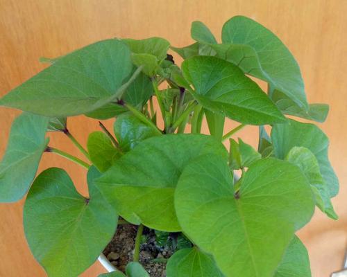 番薯的种子植物身份（探究番薯的种子植物特征及生长繁殖）
