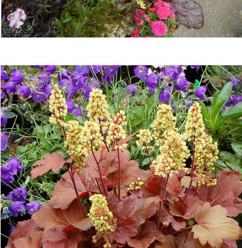矾根花期是什么时候（探究矾根花期的特点及影响因素）