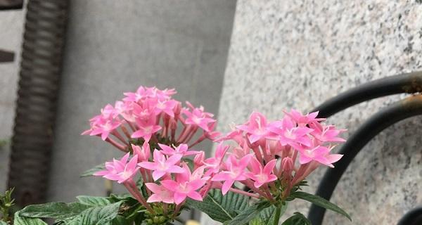 繁星花的冬季养护全攻略（耐寒易养美丽盛开）