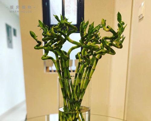 饭店布置植物招财，让生意滚滚来（打造舒适环境）