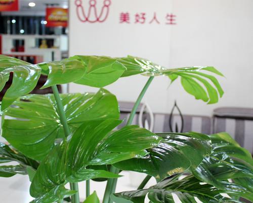 饭店布置植物招财，让生意滚滚来（打造舒适环境）