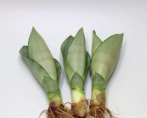 防辐射的植物，保护健康环境（了解这些植物）