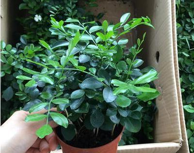 防蚊子的植物一览（15种植物轻松防蚊）