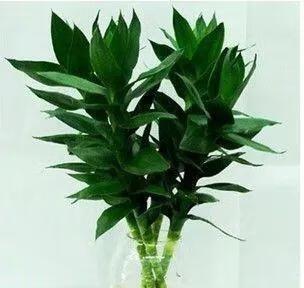 居室风水与植物选择（打造宜人生活环境）
