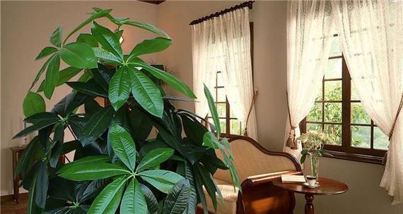 居室风水与植物选择（打造宜人生活环境）