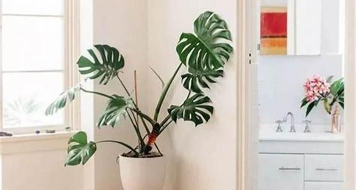 招财植物必备，如何布置房间放置植物（打造招财氛围）