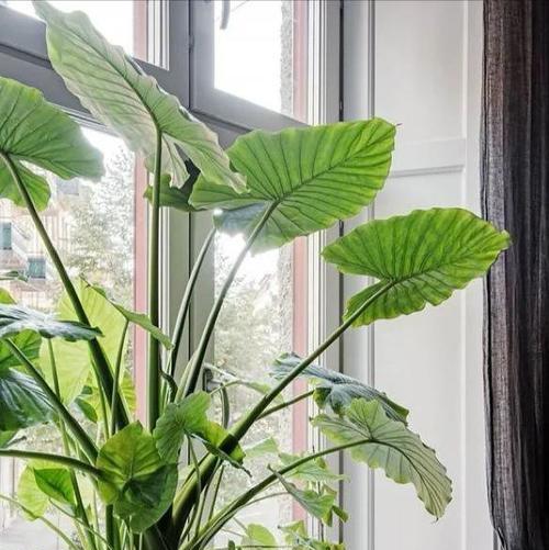如何选择房间适合养花和植物（室内养花的小技巧和注意事项）