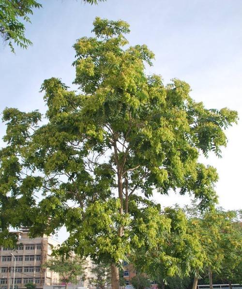 房前适合种植哪些树（15种适合在房前种植的树种）