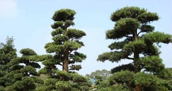 房前适合种植哪些树（15种适合在房前种植的树种）