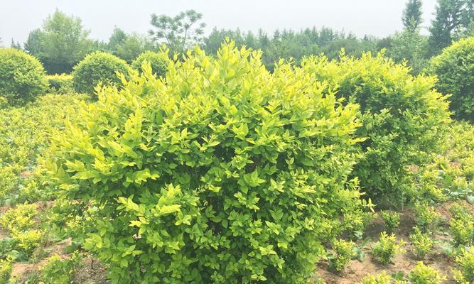 房前适合种植哪些树（15种适合在房前种植的树种）