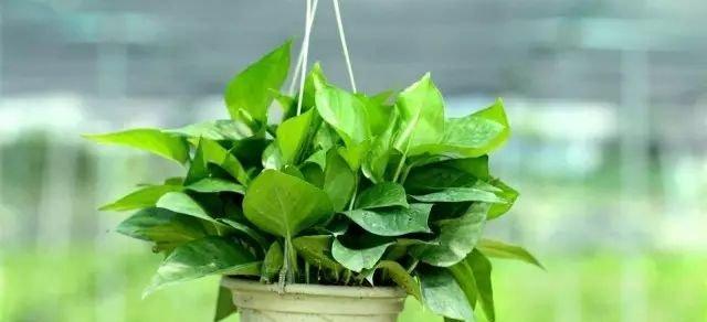 如何选择房屋前适合种植的植物（15个不同场景下的最佳选择）