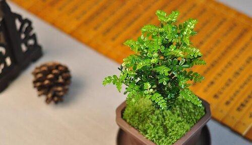 如何选择房屋前适合种植的植物（15个不同场景下的最佳选择）