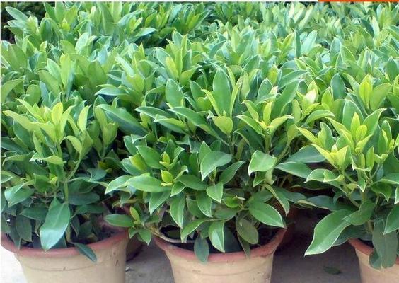 非洲茉莉的养殖全攻略（从选种到管理）