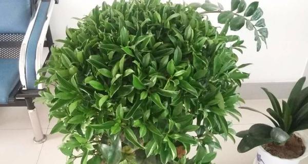 非洲茉莉修剪完全指南（如何正确地修剪非洲茉莉）