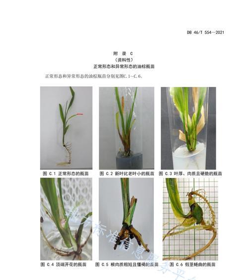 非洲堇的种植技巧（掌握正确的配土方法）