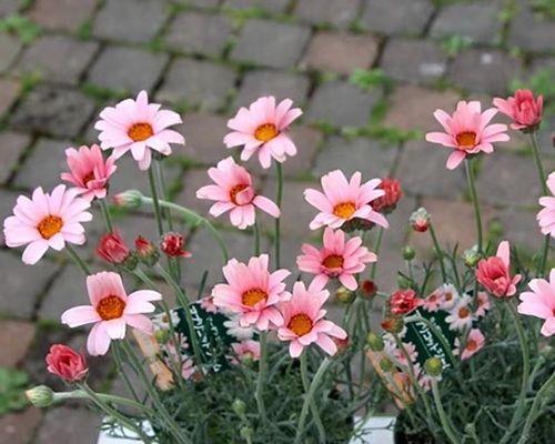 非洲菊开花时间详解（从播种到绽放）