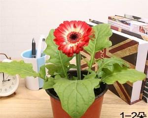 非洲菊养护全攻略（让你的非洲菊长久健康生长）