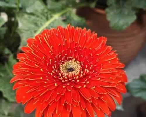 非洲菊的阳光需求（揭秘非洲菊对阳光的需求与护理方法）