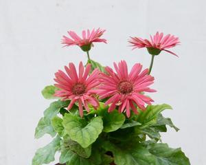 非洲菊的生长特点（一年生还是多年生）