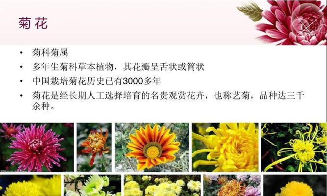 非洲菊的生长特点（一年生还是多年生）