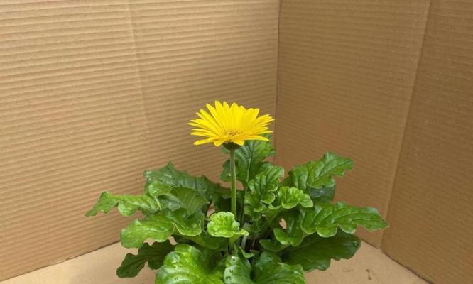 非洲菊室内养护指南（美丽易养的室内植物）