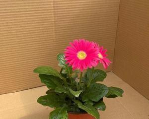 非洲菊室内养护指南（美丽易养的室内植物）