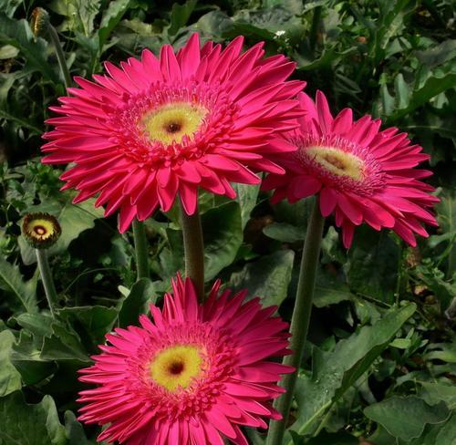 非洲菊室内养护指南（美丽易养的室内植物）