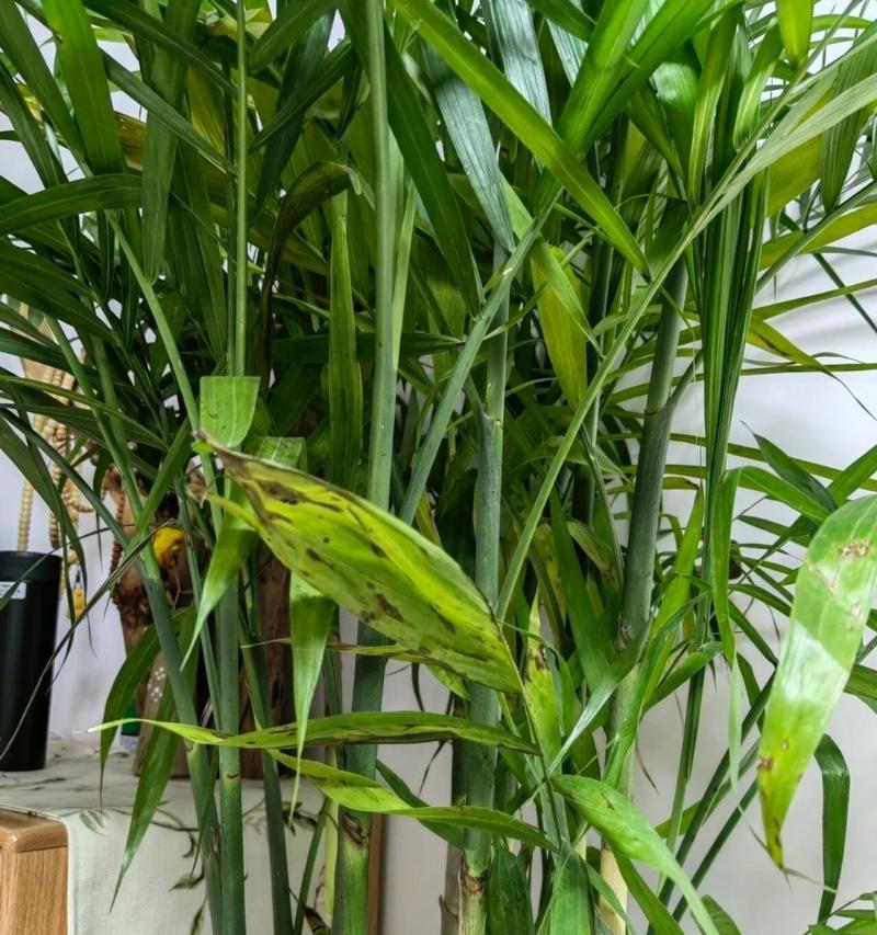 非洲菊叶子发黄，该如何护理（解决非洲菊叶子发黄问题的方法与技巧）