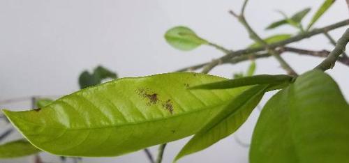 非洲菊叶子发黄，该如何护理（解决非洲菊叶子发黄问题的方法与技巧）