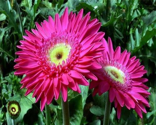 非洲菊的种子是否存在（探究非洲菊种子的真相）