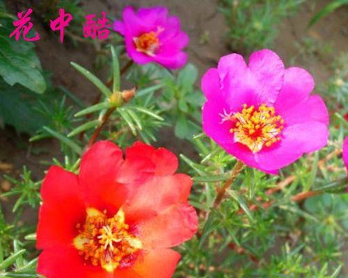 非洲菊的种子是否存在（探究非洲菊种子的真相）