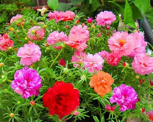非洲菊水养全攻略（掌握水养技巧）