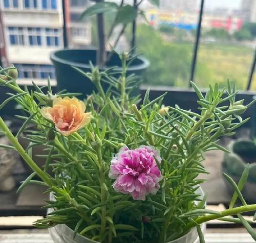 非洲菊种植全攻略（掌握栽种时间、方法）
