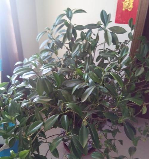如何让非洲茉莉开花（解决非洲茉莉不开花的困扰）