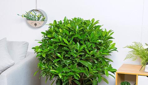如何让非洲茉莉开花（解决非洲茉莉不开花的困扰）