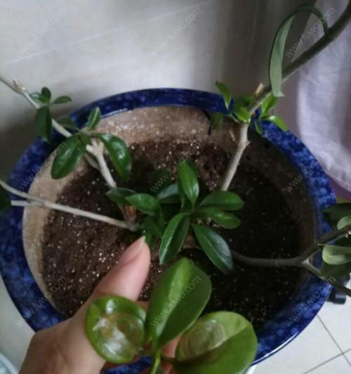 非洲茉莉插枝的生存能力研究（探讨非洲茉莉插枝是否适合繁殖）