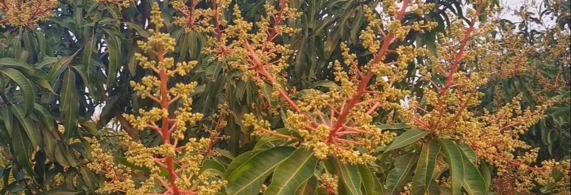 芒果树什么时候开花结果？如何促进其结果？